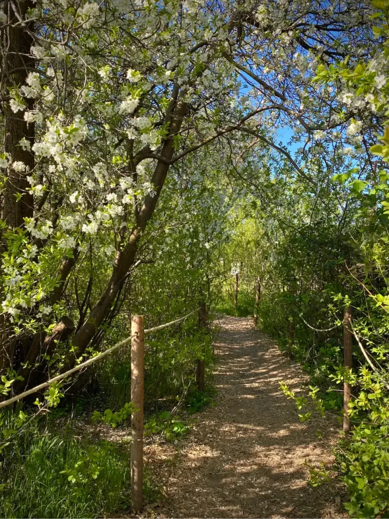 Gårdspladsen og vild natur på BaneGaarden – billede 4